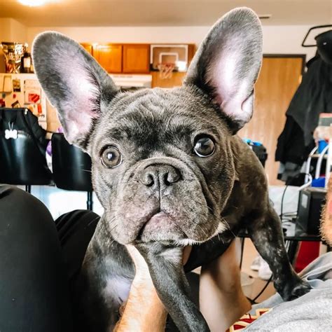 Balou Blue (@baloublue) | TikTok in 2020 | Animals, Blue, French bulldog