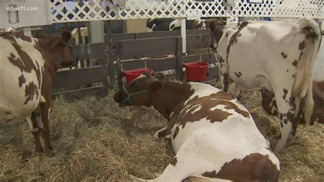 The livestock are living their best lives at the Kentucky State Fair - YouTube