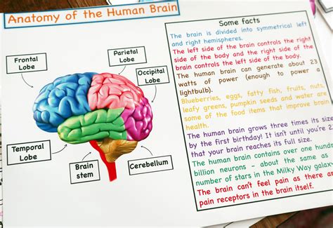 Human Brain Diagram For Kids