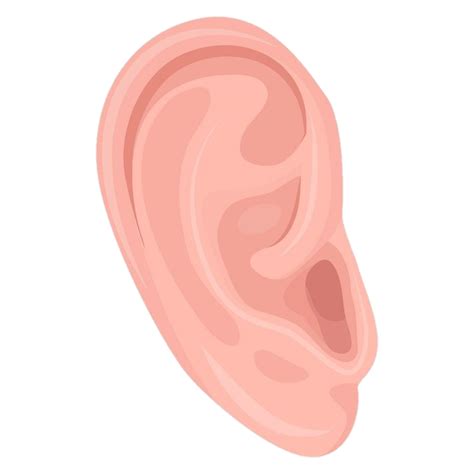 Ear PNG Transparent Images Free Download - Pngfre