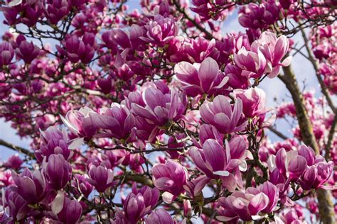 12 Magnolia Flowers Every Southerner Should Know