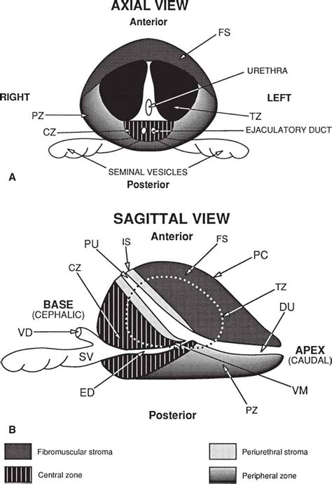 Prostate Anatomy Ultrasound