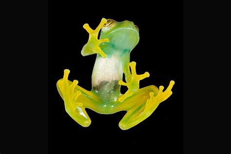 Green is More Than Skin-Deep for Hundreds of Frog Species | Duke Today