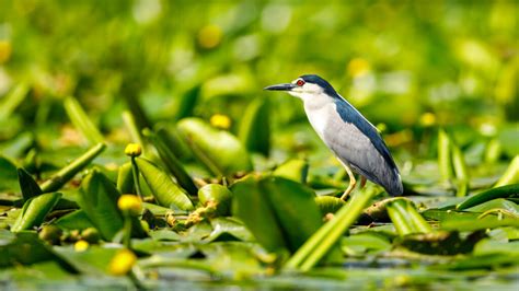 16 Birds That Chirp at Night - Our Informative Guide!