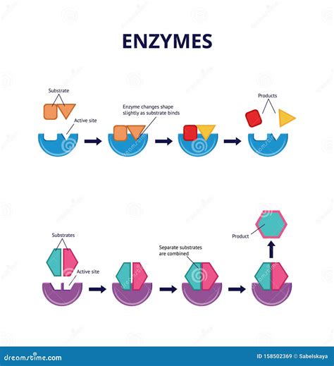 Enzyme Substrates and Active Sites, Chemical and Biological Processes. Stock Vector ...