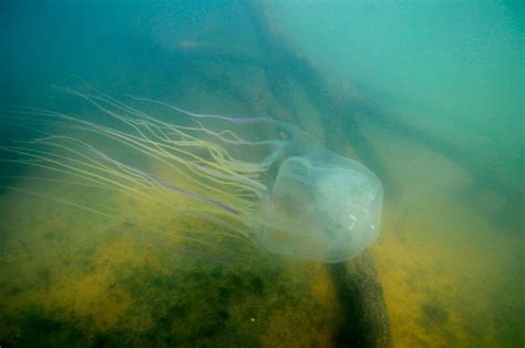 Box Jellyfish: Antidote for World's Most Venomous Animal Potentially ...