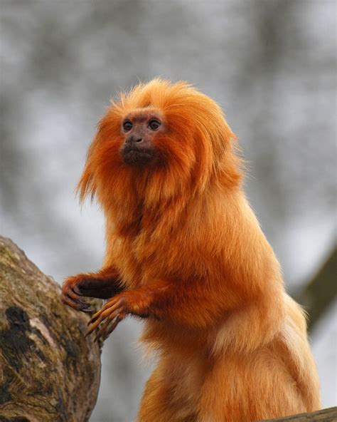 Golden-Rumped Lion Tamarin Diet Foods - thepiratebaycanvas