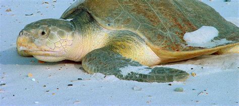 Watch: Kemp’s ridley sea turtle continues to rebound - The Wildlife Society