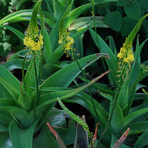 Bulbine natalensis – Rooiwortel - Intelezi Herbs