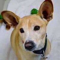 - California Basenji Rescue - ADOPTIONS - Rescue Me!