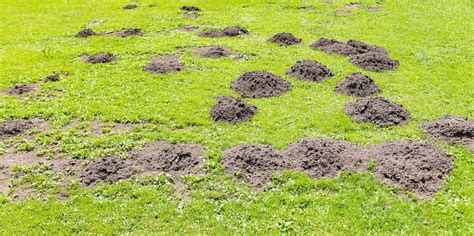 Guide to Mole Control: How to Prevent Moles in a Lawn or Yard Lawn ...