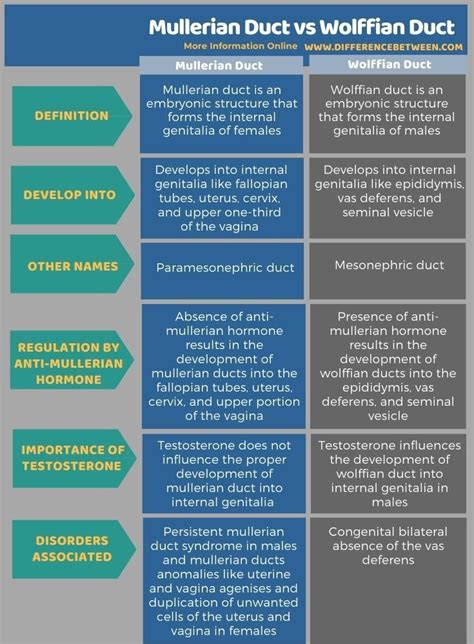 Mullerian Duct vs Wolffian Duct - Tabular Form | Biomedical science, Dna methylation, Structure ...