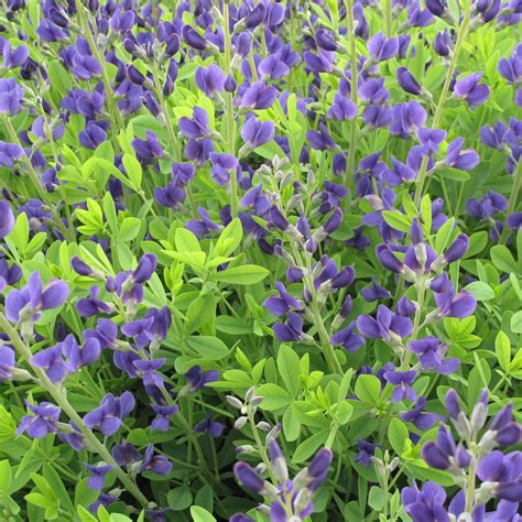 Blue Wild Indigo: Shop Perennial Flowers | Sunlight Gardens