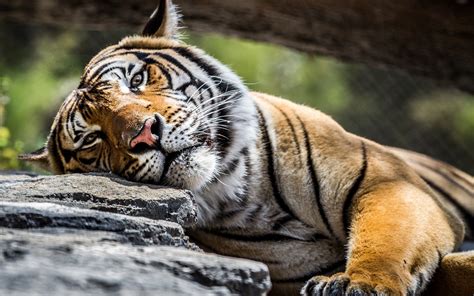 Free photo: Sleeping Tiger - Africa, Resting, Wild - Free Download - Jooinn