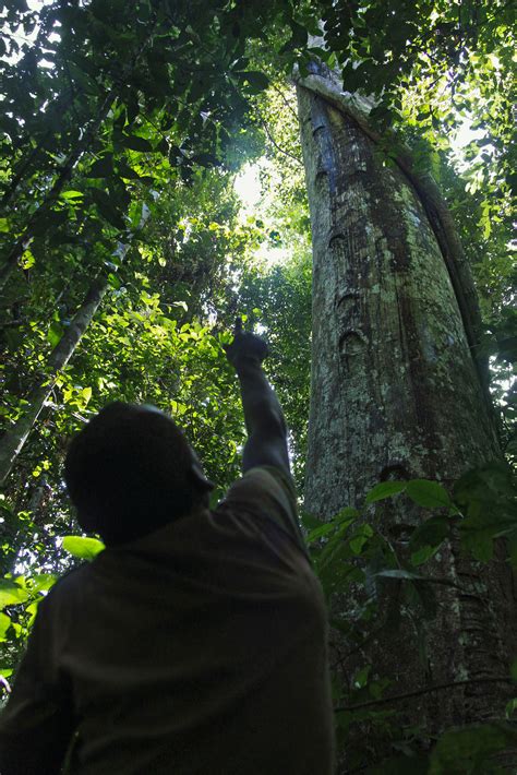 African Rainforest Trees