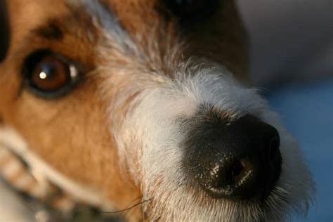 Why Does My Dog Have a Dry Nose? - PetHelpful