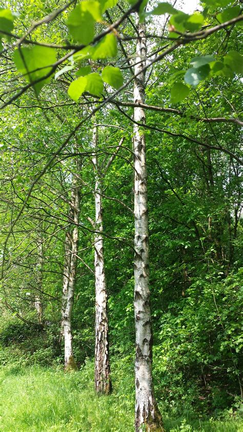 Silver Birch | Wild flowers, Silver birch, Tree