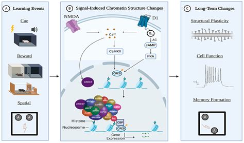 IJMS | Free Full-Text | The Emerging Role of ATP-Dependent Chromatin ...