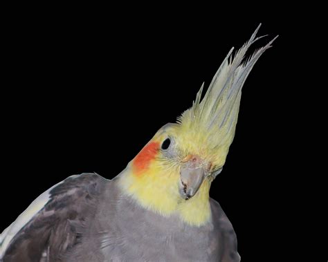 Cockatiel Wallpapers - Wallpaper Cave