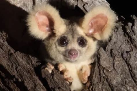 Two New Flying Marsupial Species Discovered in Australia and Its 'Biodiversity Got a Lot Richer ...