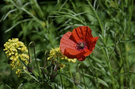 Poppy Corn Flower - Free photo on Pixabay