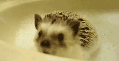 hedgehog animals gif | WiffleGif