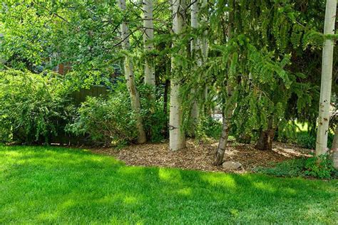 How to Grow Grass in Shaded Areas