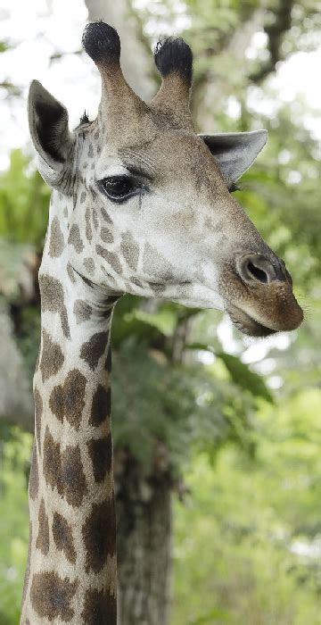 Programmes & Activities - Learning with Us - Singapore Zoo