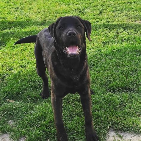 Cane Corso Rottweiler Mix: A Tough Hybrid With A Soft Heart