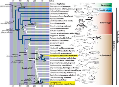 Phylogenetic distribution of electroreception within the Craniata and... | Download Scientific ...