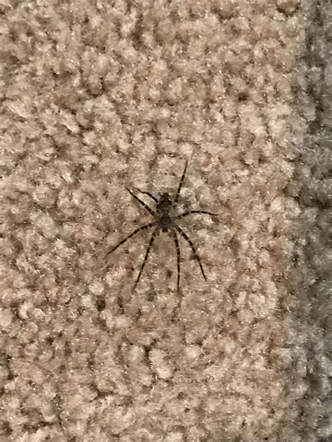 species identification - What is this brown spider with black and white stripes? (Atlanta ...