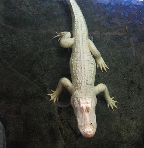 File:Albino Alligator 2.JPG - Wikimedia Commons