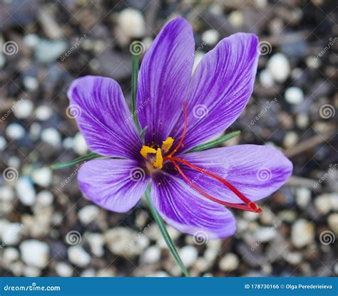 Beautiful saffron flower stock photo. Image of beauty - 178730166