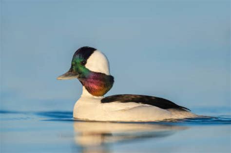 The Fascinating Life of Bufflehead Ducks: A Closer Look