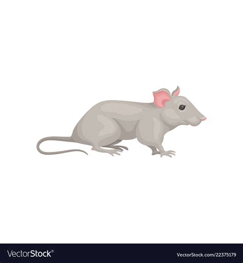 Small domestic mouse side view cute gray rodent Vector Image