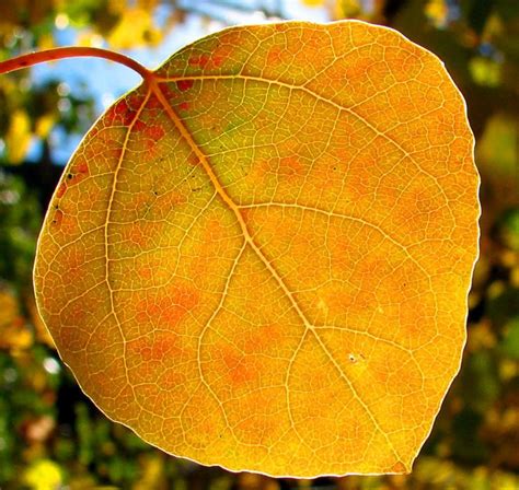 Aspen leaf, Leaf images, Photo tree