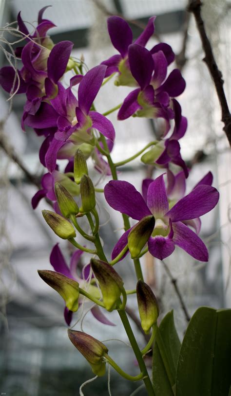 Pin by Eric Linneman on Denver Botanic Gardens Orchids | Denver botanic gardens, Botanical ...