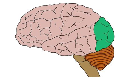 Occipital lobe - definition — Neuroscientifically Challenged