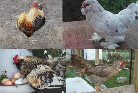 Top 4 Chicken Breeds to Raise for Blue Eggs (with Pictures)