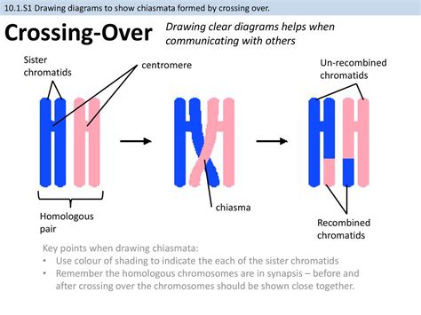 10.1 Meiosis (AHL) Essential idea: Meiosis leads to independent assortment of chromosomes and ...