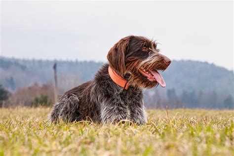 Wirehaired Pointing Griffon Dog Breed Information