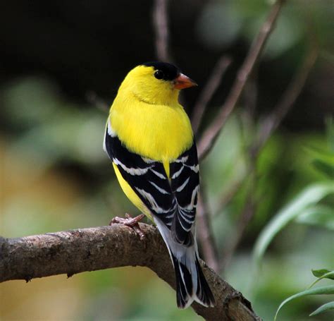 American Goldfinch – Oklahoma City Audubon Society