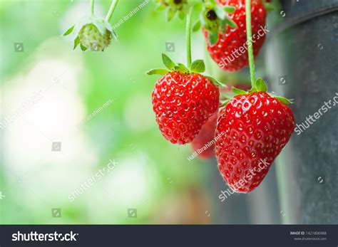 54,381 Strawberry Tree Images, Stock Photos & Vectors | Shutterstock