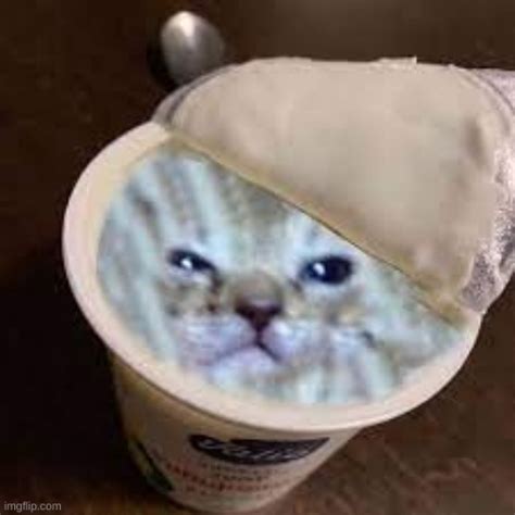 yogurt + cat = yat - Imgflip