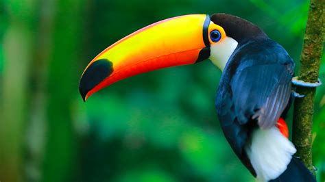 Colorful Toco Toucan (Ramphastos toco) on a branch, Pantanal wetlands ...