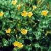 PlantFiles Pictures: Hypericum Species, Marsh St. John's Wort, St. Johnswort (Hypericum elodes ...