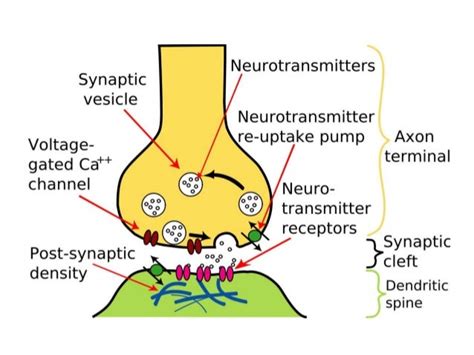 Synaptic integration, Types of synapses, EPSP and IPSP