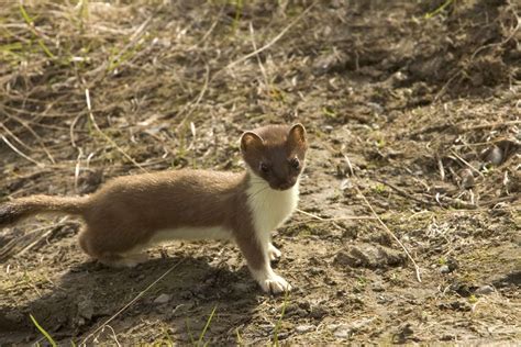 Free picture: short tailed, weasel, ermine, animal, mustela, erminea