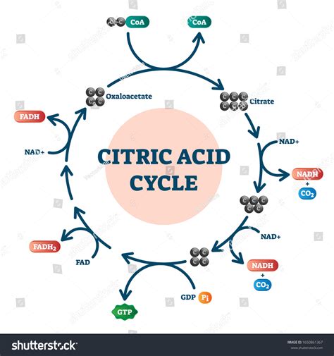 Citric Acid Cycle Diagram Vector Illustration Stock Vector (Royalty ...