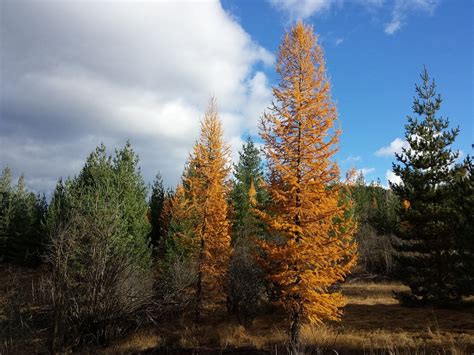 Tamarack Trees Larch Idaho - Free photo on Pixabay - Pixabay